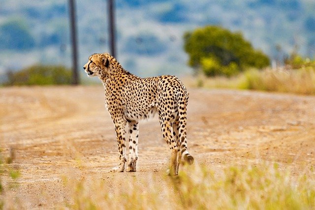 Gepard na cestě