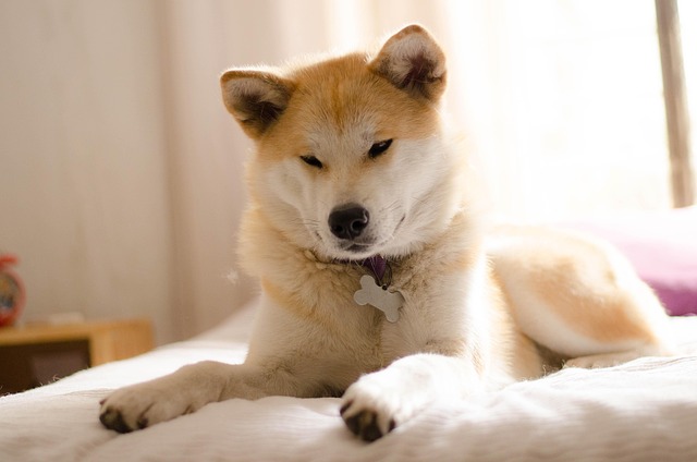 akitu inu