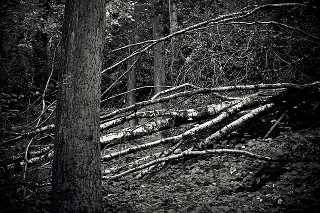 spadlé stromy
