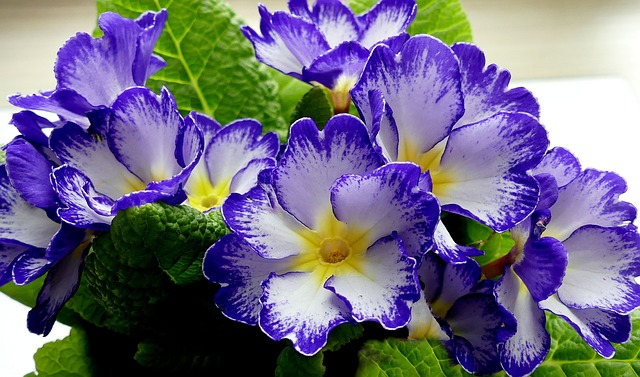 modrá květina