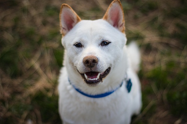 Akita inu má rád pohyb.